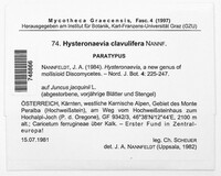 Hysteronaevia clavulifera image